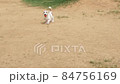 傑克羅素梗含著球奔跑 84756169