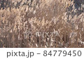 Common Reed. Dry reeds in the swamp in early spring. 84779450