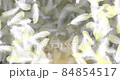Background video of soaring feathers 84854517