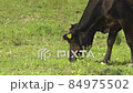 Ishigaki Island Cow_170010 84975502