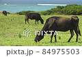 Ishigaki Island Cow_170008 84975503