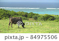 Ishigaki Island Cow_170006 84975506