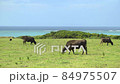 Ishigaki Island Cow_170005 84975507