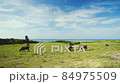 Ishigaki Island Cow_170002 84975509