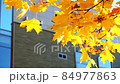 Autumn foliage of maple on modern city architecture background in sunny day 84977863