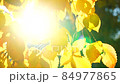 Bright sunlight and background of fall alder foliage in slow motion 84977865
