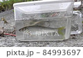 魚　オイカワ 84993697