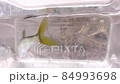 魚　オイカワ 84993698