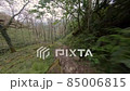 Drone flight in the forests of Georgia 85006815