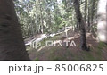 Drone flight in the forests of Georgia 85006825