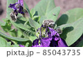 The beetle Tropinota hirta pest eats the flowers in the garden. 85043735