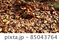 Cleaning of dry leaves in the garden.  Autumn leaf fall. 85043764