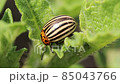 Colorado beetle eats a potato leaves. Parasites destroy a crop in the field. 85043766