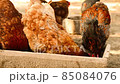 brown chicken eating from a trough. 85084076