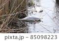 White swan floats on the lake. Around swan the dry reeds. Swan in its natural habitat. 85098223