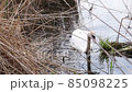White swan floats on the lake. Around swan the dry reeds. Swan in its natural habitat. 85098225