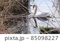 White swan floats on the lake. Around swan the dry reeds. Swan in its natural habitat. 85098227