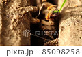 Wolf spider,  Tarantula (Lycosa singoriensis) in his dwelling. Tarantula in a hole. 85098258
