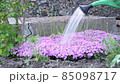 Watering flowers. Watering from a watering can pours on creeping phlox flowers. 85098717