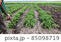 Growing potatoes. A man is weeding potato beds. 85098719