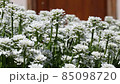 White flower Iberis. Candytuft. Iberis amara - Iberis sempervirens, multiple flowers. 85098720