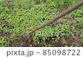 A man with a hoe removes weeds in the agricultural field. 85098722
