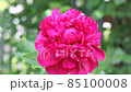 A blooming and beautiful red peony flower in the garden in early summer. 85100008