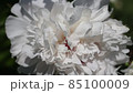 A blooming and beautiful white peony flower in close-up. 85100009