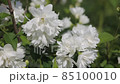 Blooming white peony flowers in the garden in early summer. 85100010