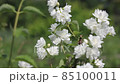 Blooming flowers of the plant Chubushnik Coronal in the garden. 85100011