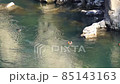 鴛鴦 85143163