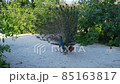 An adult peacock has spread its bright colored tail and is walking freely in the city park. An adult peacock has spread its bright colored tail and is walking freely in the city park. 85163817