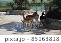 The Republic of Crimea. The city of Belogorsk. July 17, 2021. A family of European fallow deer lives in the enclosure of the Taigan Lion Park. The Republic of Crimea. The city of Belogorsk. July 17, 2021. A family of European fallow deer lives in the enclosure of the Taigan Lion Park. 85163818