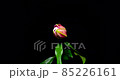 百合開花遊戲中時光倒流 百合開花遊戲中時光倒流 85226161