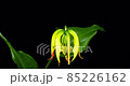 Gloriosa 時間流逝 Gloriosa 時間流逝 85226162