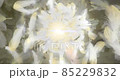 Background video (white) with feathers dancing from the back to the front 85229832