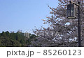 <Shimane Prefecture> Tsukiyama Tomita Castle Ruins and Cherry Blossoms 85260123