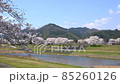 <Shimane Prefecture> Yasugi City, a row of cherry blossom trees on the Iinashi River 85260126