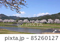 <Shimane Prefecture> Yasugi City, a row of cherry blossom trees on the Iinashi River 85260127