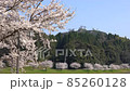 <Shimane Prefecture> Yasugi City, a row of cherry blossom trees on the Iinashi River 85260128