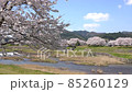 <Shimane Prefecture> Yasugi City, a row of cherry blossom trees on the Iinashi River 85260129
