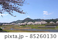 <Shimane Prefecture> Yasugi City, a row of cherry blossom trees on the Iinashi River 85260130