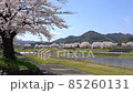 <Shimane Prefecture> Yasugi City, a row of cherry blossom trees on the Iinashi River 85260131
