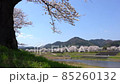 <Shimane Prefecture> Yasugi City, a row of cherry blossom trees on the Iinashi River 85260132