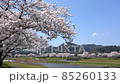 <Shimane Prefecture> Yasugi City, a row of cherry blossom trees on the Iinashi River 85260133