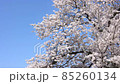 Cherry blossoms in full bloom 85260134