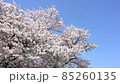 Cherry blossoms in full bloom 85260135