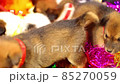 Getting Christmas Dog Present, Xmas Box Decor with Puppies, Birthday surprise Ideas. 85270059