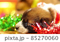 Getting Christmas Dog Present, Xmas Box Decor with Puppies, Birthday surprise Ideas. 85270060