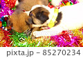 Getting Christmas Dog Present, Xmas Box Decor with Puppies, Birthday surprise Ideas. 85270234